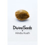 Семена конопли Hindu Kush от Divine Seeds - Smartshop-smartshop.ua®