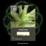 Семена конопли Hindu Kush от Divine Seeds - Smartshop-smartshop.ua®