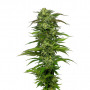 Насіння конопель Auto Dream Queen Feminised Silver від Error Seeds - Smartshop-smartshop.ua®