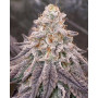 Семена конопли Dantes Inferno Feminised Silver от Error Seeds в Smartshop-smartshop.ua®