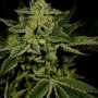 Семена конопли Jack Herer Feminised Gold от Error Seeds - Smartshop-smartshop.ua®