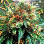 Семена конопли Kali Mist от Divine Seeds - Smartshop-smartshop.ua®