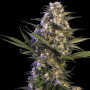 Cannabis seed variety KRAKEN® feminized