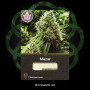 Семена конопли Mazar от Divine Seeds - Smartshop-smartshop.ua®