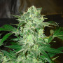 Семена конопли Mazar от Divine Seeds - Smartshop-smartshop.ua®