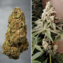 Насіння конопель Meringue Feminised Silver від Error Seeds - Smartshop-smartshop.ua®