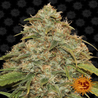 CBD LEMON POTION AUTO - Barney's Farm