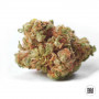 Cannabis seeds NBA DIESEL from Bulk Seed Bank at Smartshop-smartshop.ua®