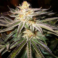 Northern Lights
