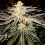Насіння конопель Northern Lights від Divine Seeds - Smartshop-smartshop.ua®