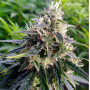 Семена конопли Northern Lights Feminised Gold от Error Seeds - Smartshop-smartshop.ua®