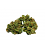 Насіння конопель Gorilla Breath x Purple Thai Feminised Silver від Error Seeds - Smartshop-smartshop.ua®