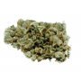 Насіння конопель Gypsy Kush Feminised Silver від Error Seeds - Smartshop-smartshop.ua®