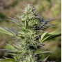 Насіння конопель Passion №1 Feminised Silver від Error Seeds - Smartshop-smartshop.ua®
