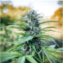 Насіння конопель Passion №1 Feminised Silver від Error Seeds - Smartshop-smartshop.ua®