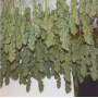 Семена конопли Power Plant Feminised Silver от Error Seeds - Smartshop-smartshop.ua®