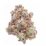 Семена конопли Platinum Scout Feminised Silver от Error Seeds - Smartshop-smartshop.ua®
