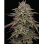 Семена конопли Royal Highness Feminised Silver от Error Seeds - Smartshop-smartshop.ua®