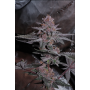 Семена конопли Radical Jiuce Feminised Silverr от Error Seeds - Smartshop-smartshop.ua®