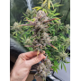 Семена конопли Radical Jiuce Feminised Silverr от Error Seeds - Smartshop-smartshop.ua®