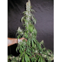 Семена конопли Stexling Haze Feminised Silver от Error Seeds - Smartshop-smartshop.ua®