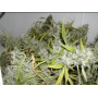 Семена конопли Stexling Haze Feminised Silver от Error Seeds - Smartshop-smartshop.ua®