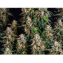 Семена конопли Strawberry Cheesecake Feminised Silver от Error Seeds - Smartshop-smartshop.ua®
