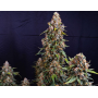 Семена конопли Strawberry Cheesecake Feminised Silver от Error Seeds - Smartshop-smartshop.ua®