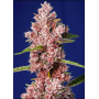 Семена конопли Tropicanna Poison Feminised Silver от Error Seeds - Smartshop-smartshop.ua®