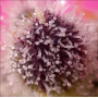 Семена конопли Tropicanna Poison Feminised Silver от Error Seeds - Smartshop-smartshop.ua®