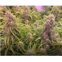 Семена конопли Wedding Cake Feminised Silver от Error Seeds - Smartshop-smartshop.ua®