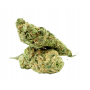 Семена конопли White Russian (F*cking Dead Russian) Feminised Silver от Error Seeds - Smartshop-smartshop.ua®