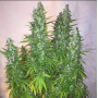Семена конопли Auto Critical Silver regular от Error Seeds - Smartshop-smartshop.ua®