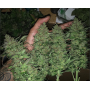 Семена конопли Auto Critical Silver regular от Error Seeds - Smartshop-smartshop.ua®