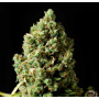 Семена конопли Auto Lowryder2 Silver regular от Error Seeds - Smartshop-smartshop.ua®