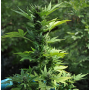 Семена конопли Auto Lowryder2 Silver regular от Error Seeds - Smartshop-smartshop.ua®