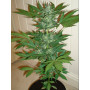 Семена конопли Auto Lowryder2 Silver regular от Error Seeds - Smartshop-smartshop.ua®