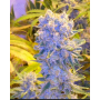 Семена конопли Auto Northern Lights Silver regular от Error Seeds - Smartshop-smartshop.ua®