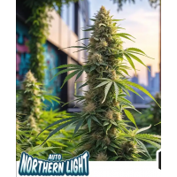 Auto Northern Lights Silver regular