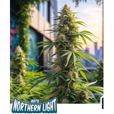 Auto Northern Lights Silver regular