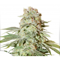Auto Power Plant Silver regular
