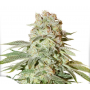 Семена конопли Auto Power Plant Silver regular от Error Seeds - Smartshop-smartshop.ua®