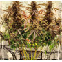 Семена конопли Auto Power Plant Silver regular от Error Seeds - Smartshop-smartshop.ua®
