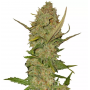 Семена конопли Auto Pineapple Chunk Feminised Gold от Error Seeds - Smartshop-smartshop.ua®