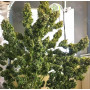 Семена конопли Auto Pineapple Chunk Feminised Gold от Error Seeds - Smartshop-smartshop.ua®