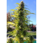 Семена конопли Auto Super Bud Feminised Gold от Error Seeds - Smartshop-smartshop.ua®