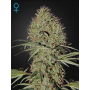 Семена конопли Auto Super Bud Feminised Gold от Error Seeds - Smartshop-smartshop.ua®
