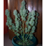 Семена конопли Auto White Dwarf Feminised Gold от Error Seeds - Smartshop-smartshop.ua®