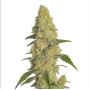 Семена конопли Gorilla Glue Feminised Gold от Error Seeds - Smartshop-smartshop.ua®