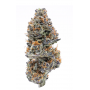 Семена конопли Northern Lights Feminised Gold от Error Seeds - Smartshop-smartshop.ua®